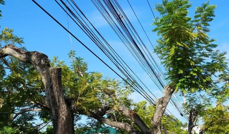 What Trees Can I Plant Under A Power Line in Sydney